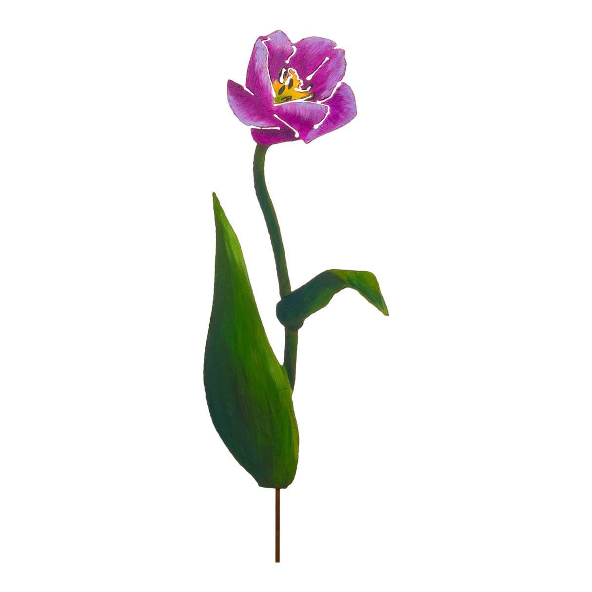 Purple Passion Tulip