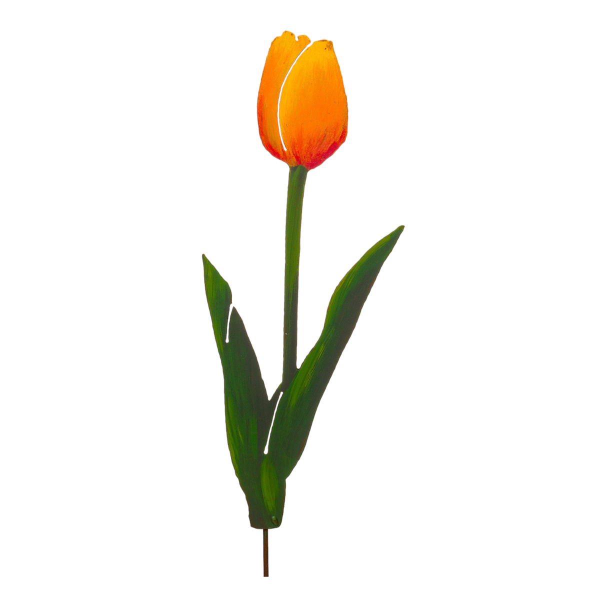 Sun Gold Tulip - Orange or Yellow