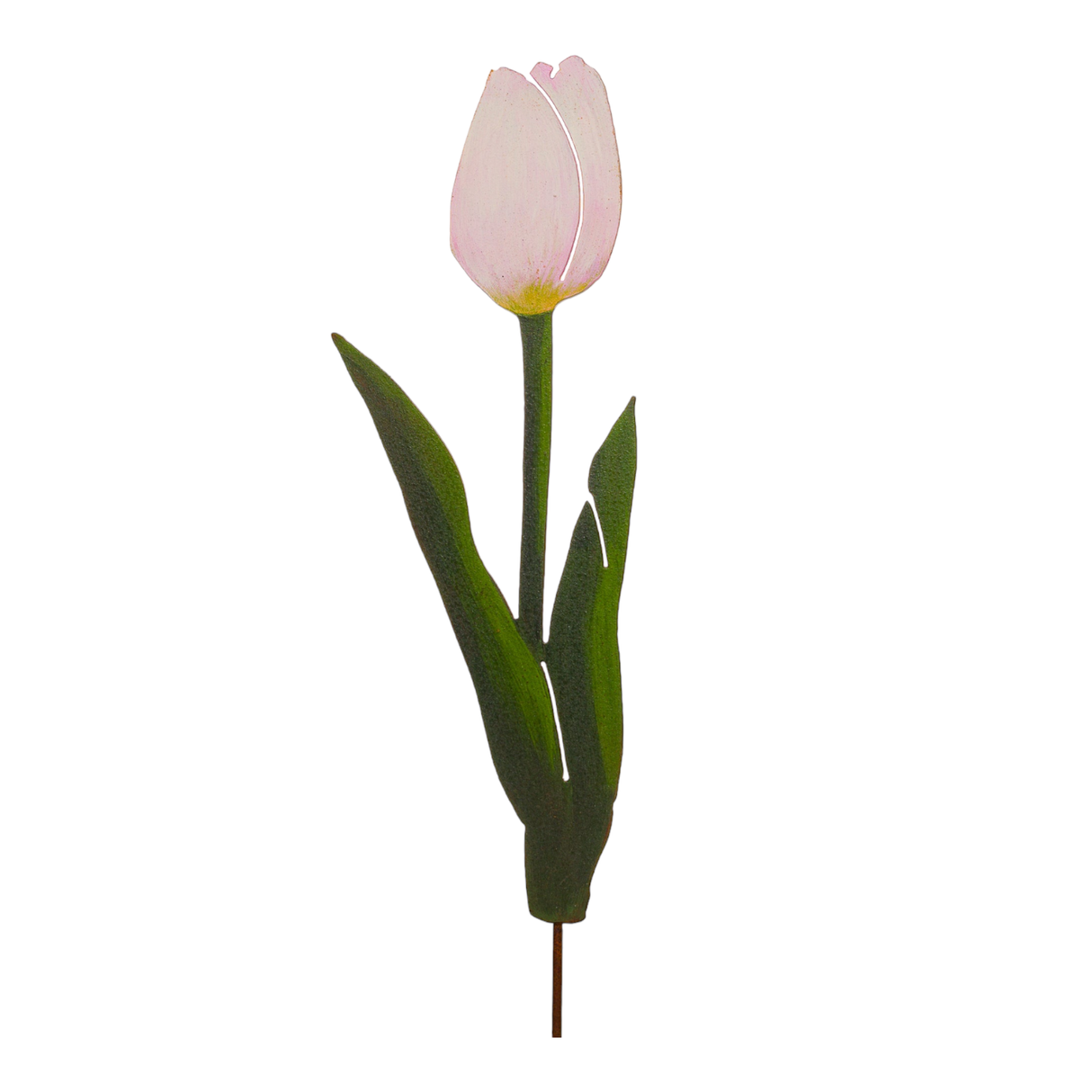 Emperor Tulip - White or Yellow