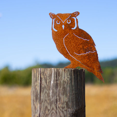 Screech Owl