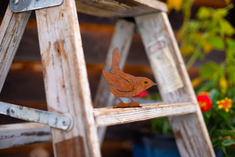 Winter Wren