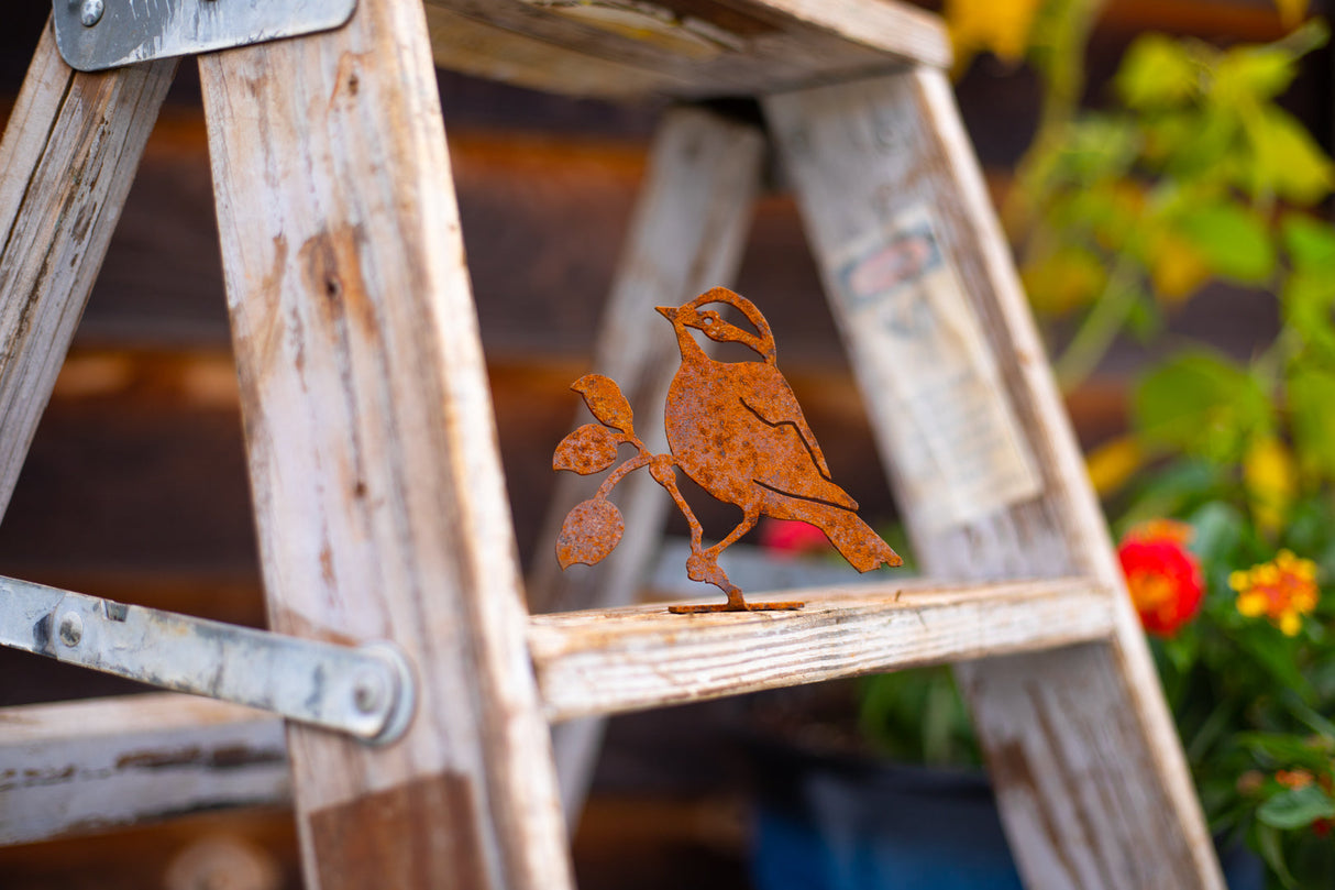 Black-Capped Chickadee