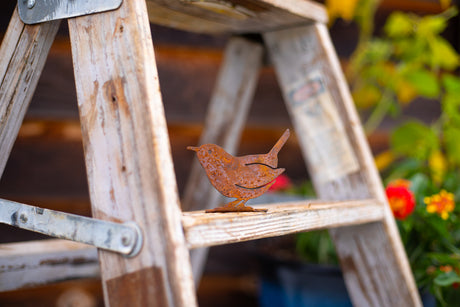 Carolina Wren
