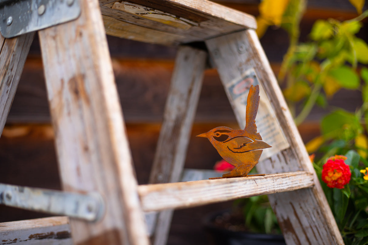 House Wren