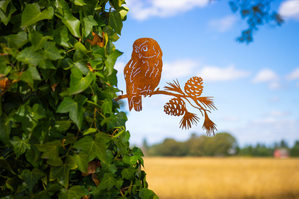 Saw-whet Owl on Pine Branch