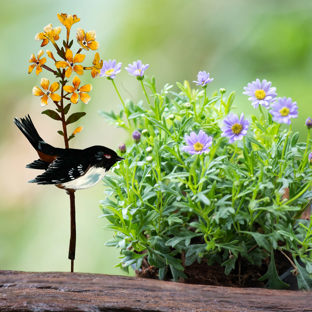 Towhee on Forsythia Pick