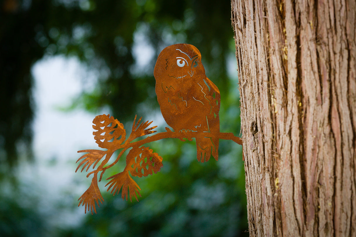 Saw-whet Owl on Pine Branch