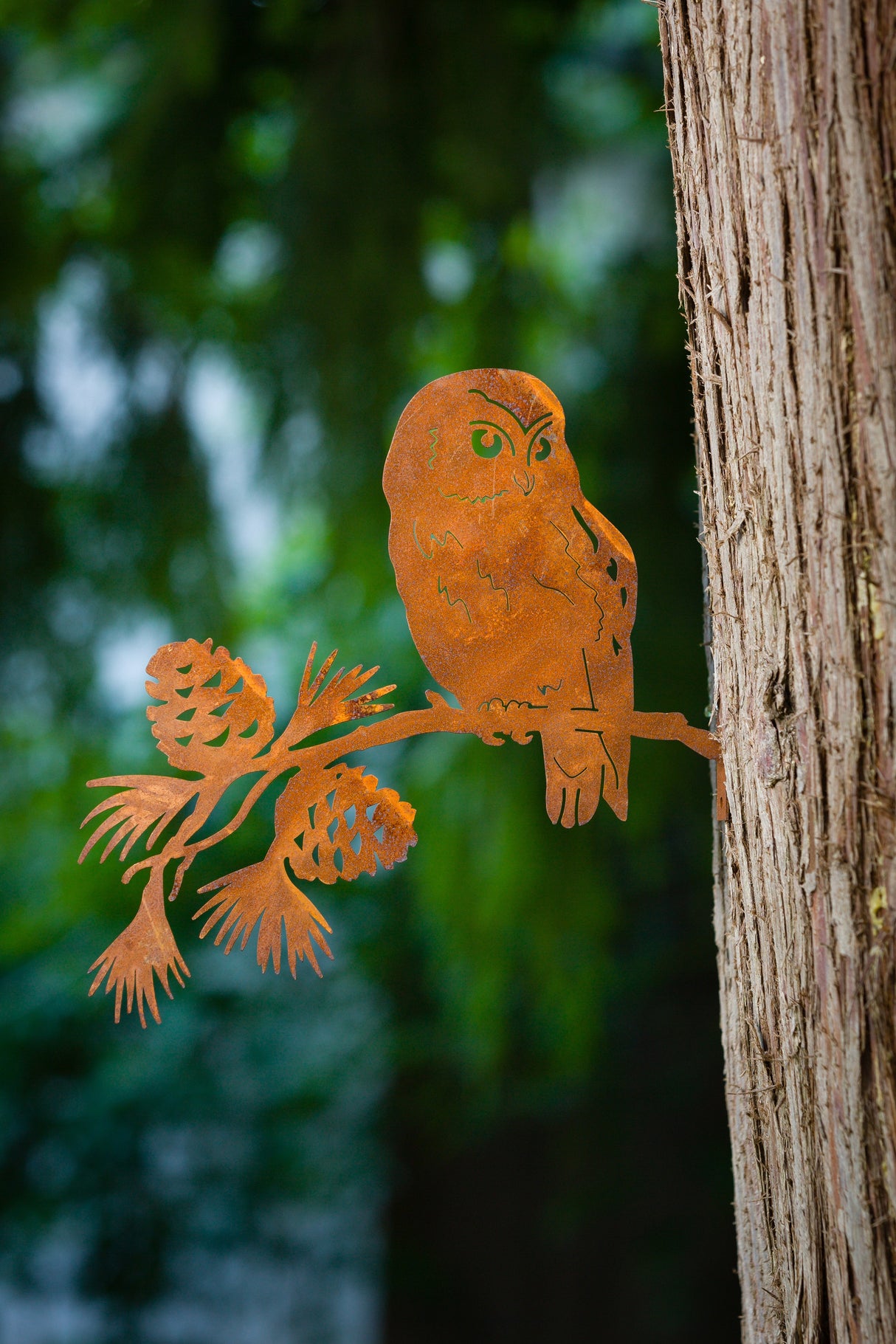 Saw-whet Owl on Pine Branch