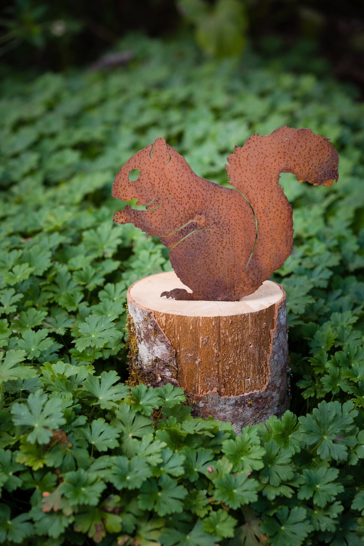 Nibbling Squirrel