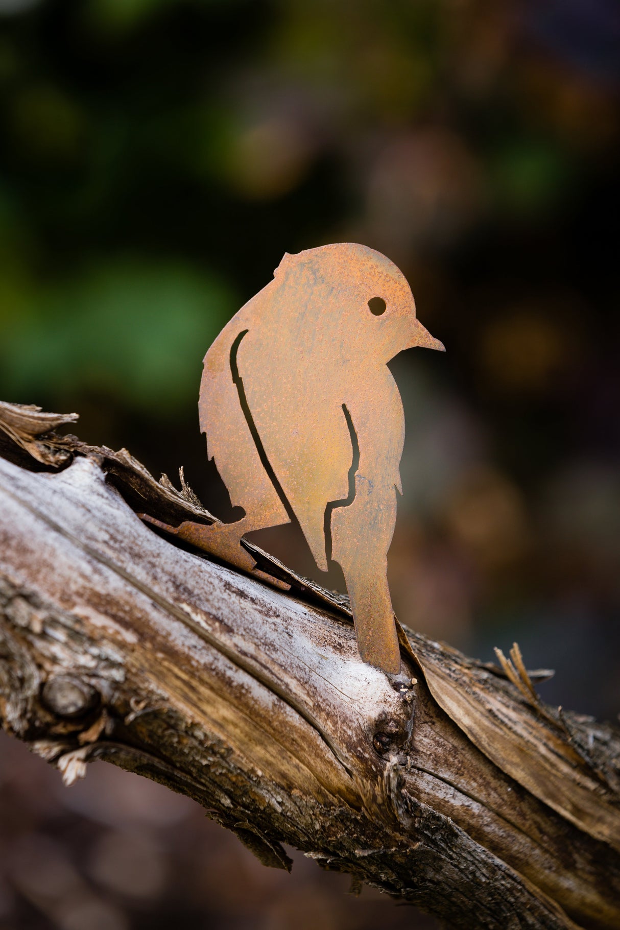 Yellow Warbler