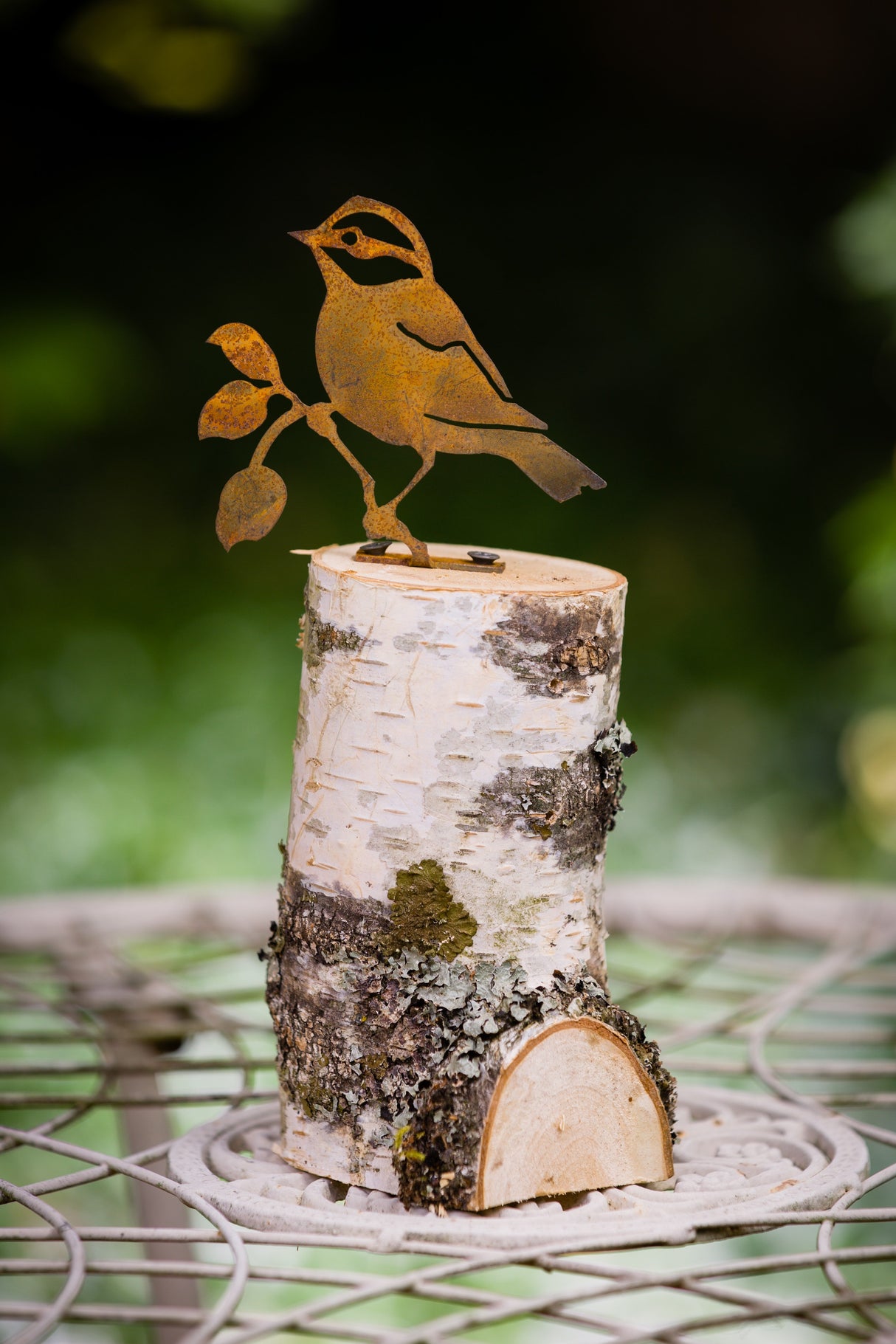 Black-Capped Chickadee