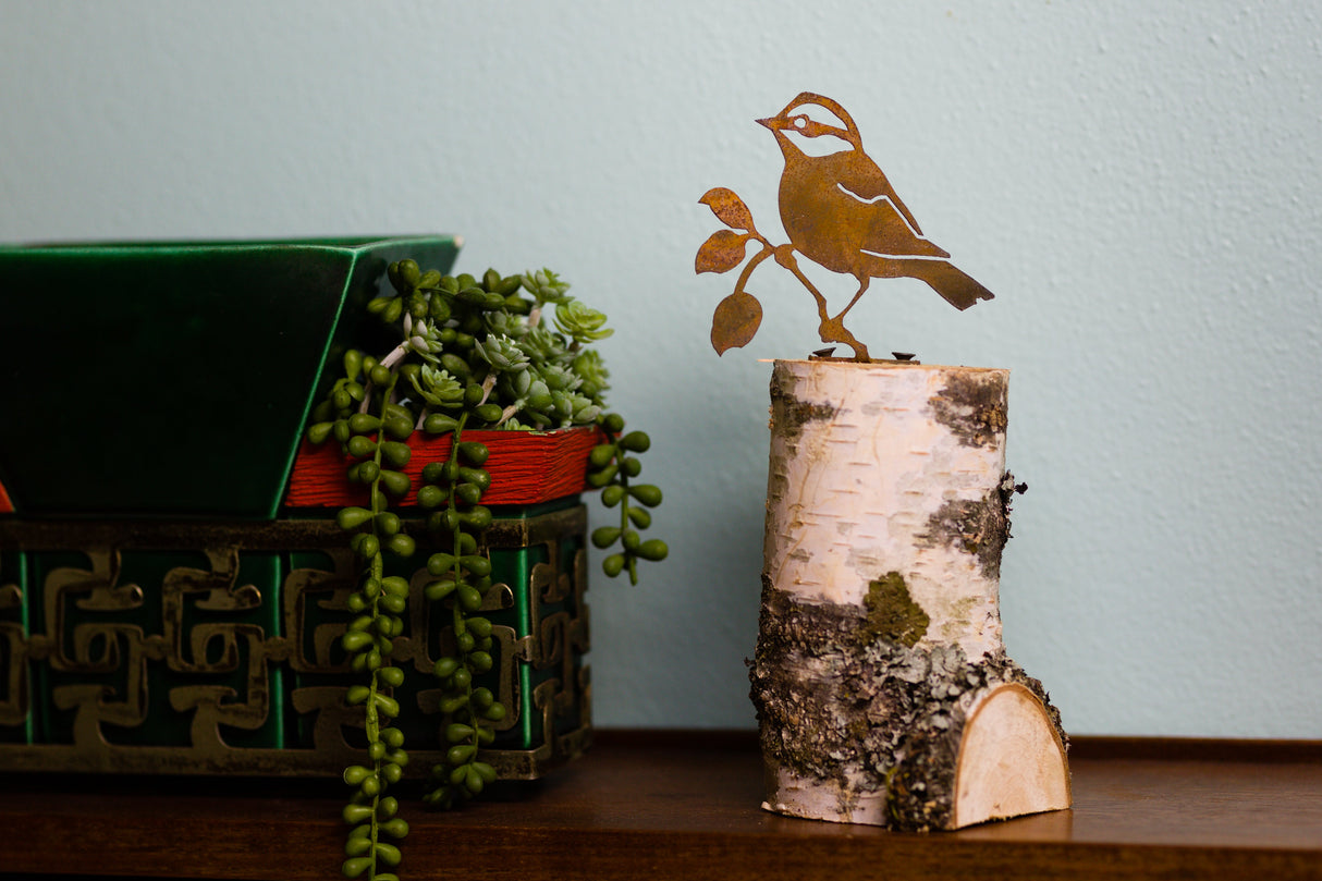 Black-Capped Chickadee