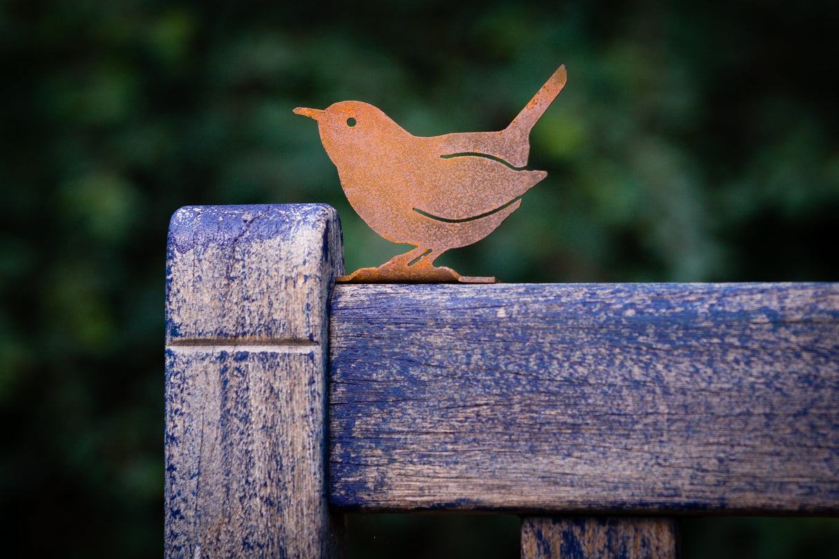 Carolina Wren