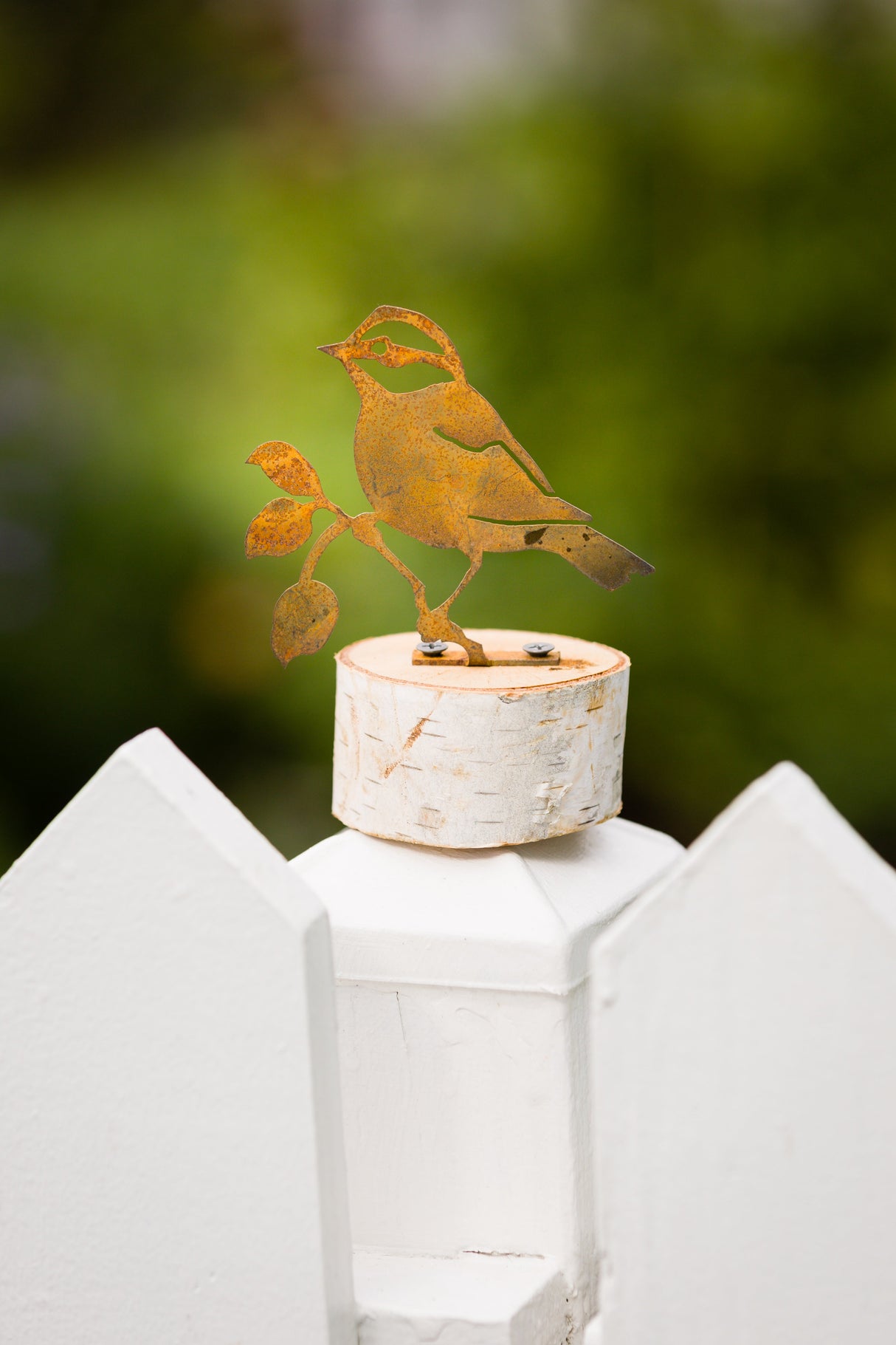 Black-Capped Chickadee