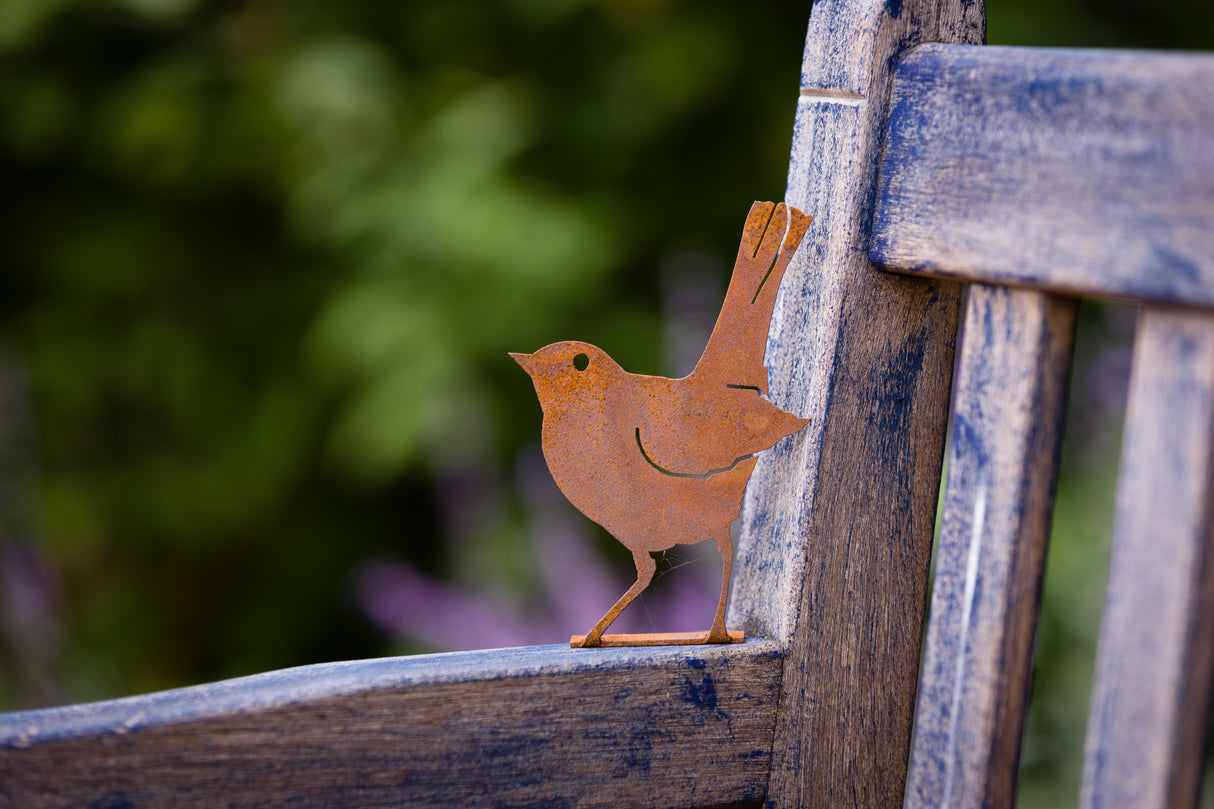 Baby Robin