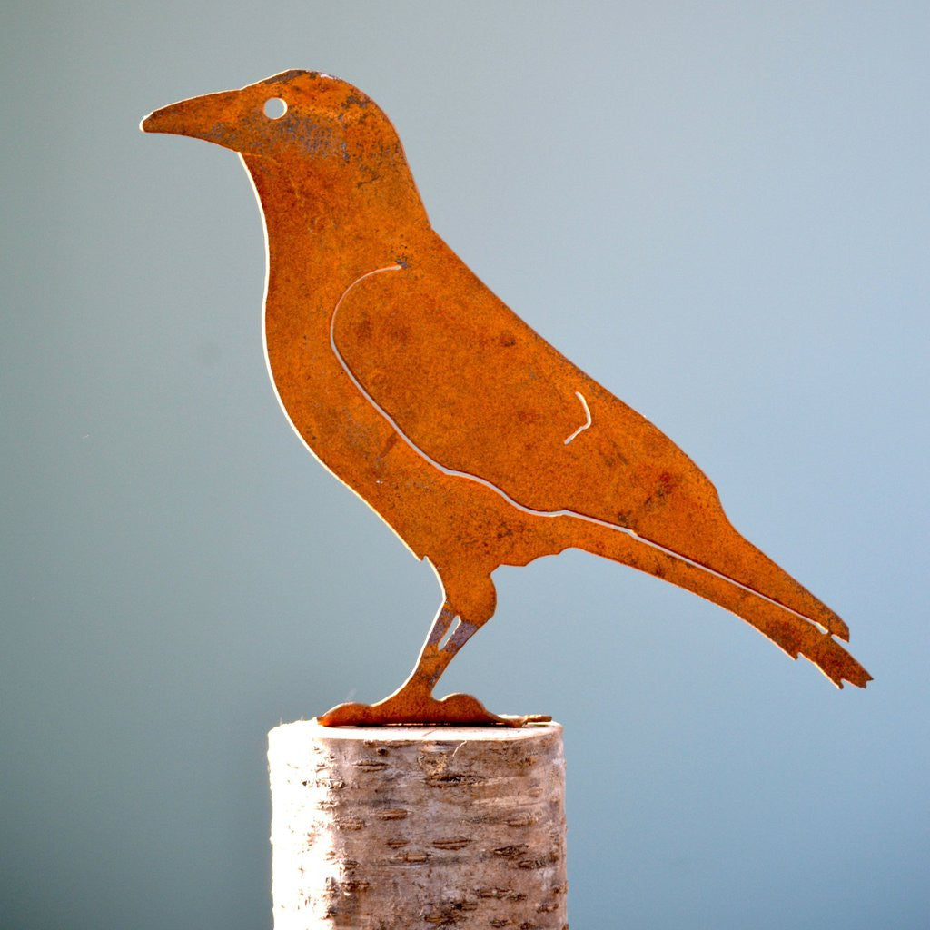 Crow Looking Straight