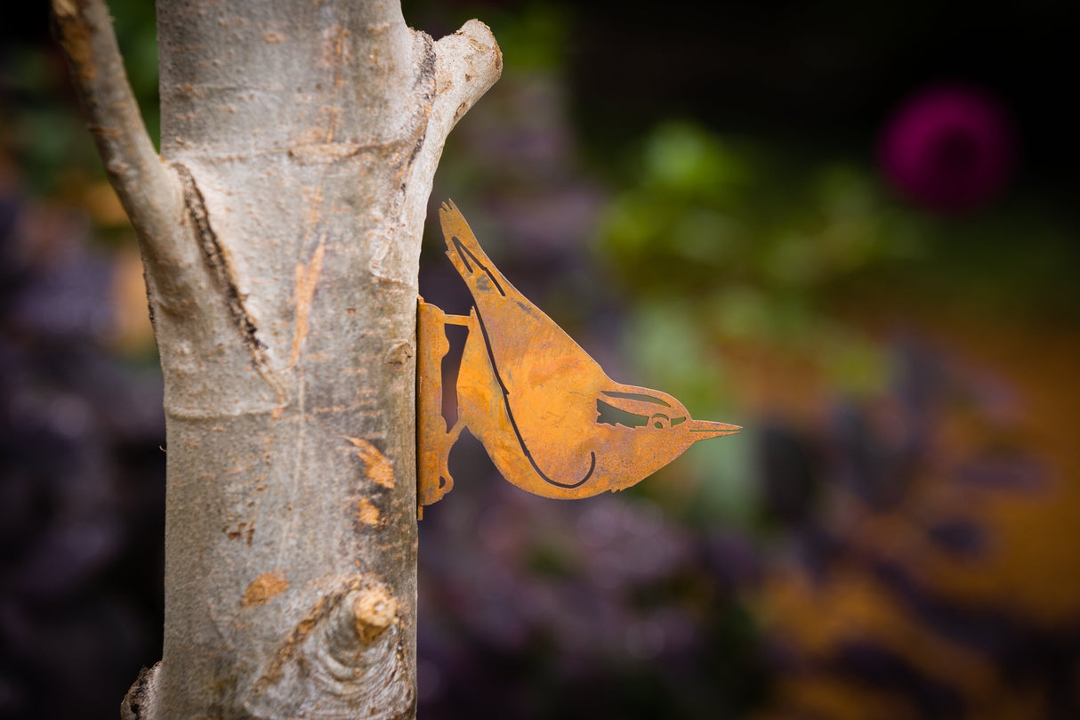 Nuthatch
