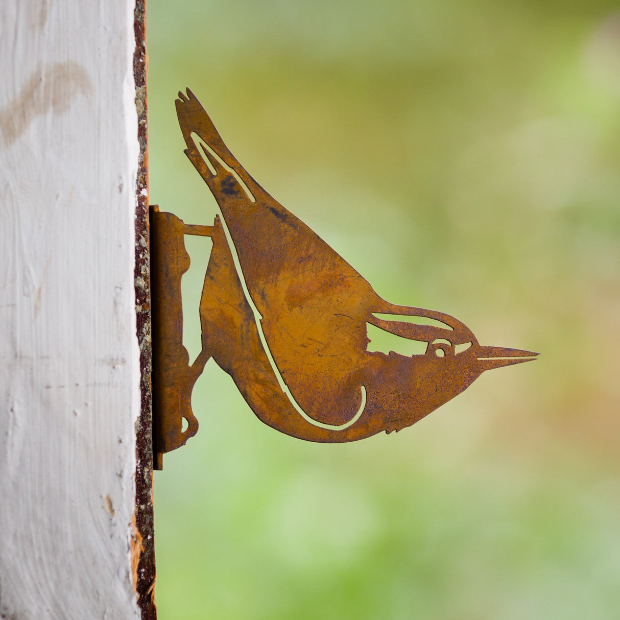 Nuthatch