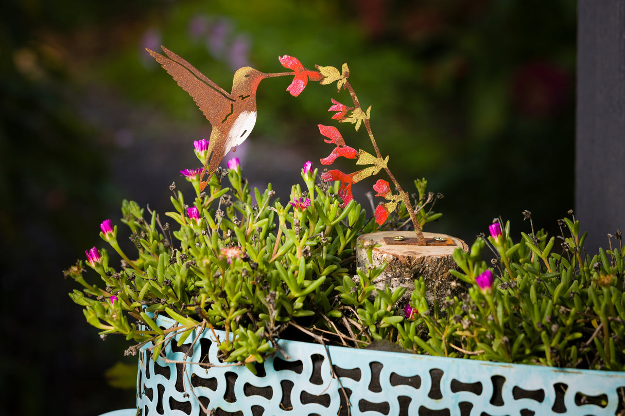Hummingbird on Salvia Flower Tab