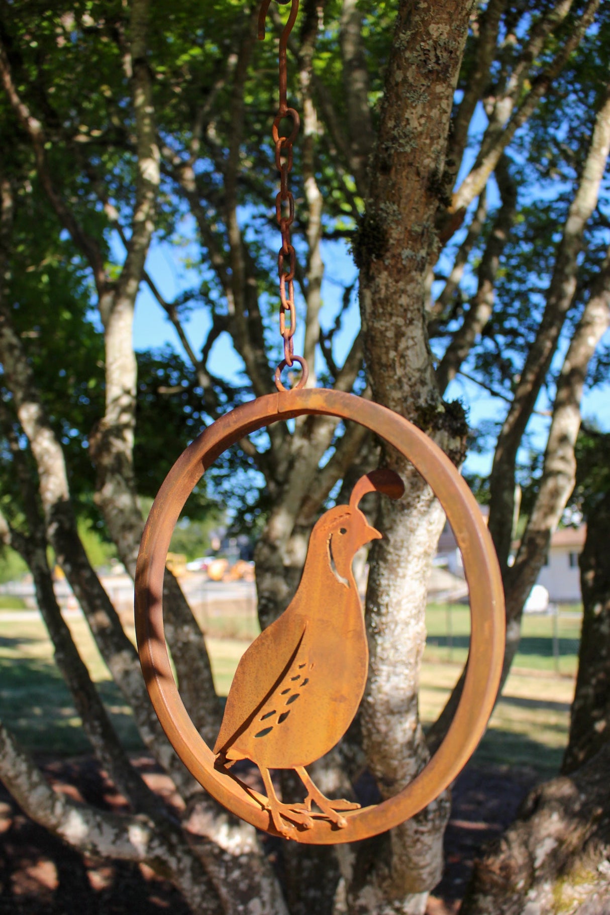 Male Quail Ring