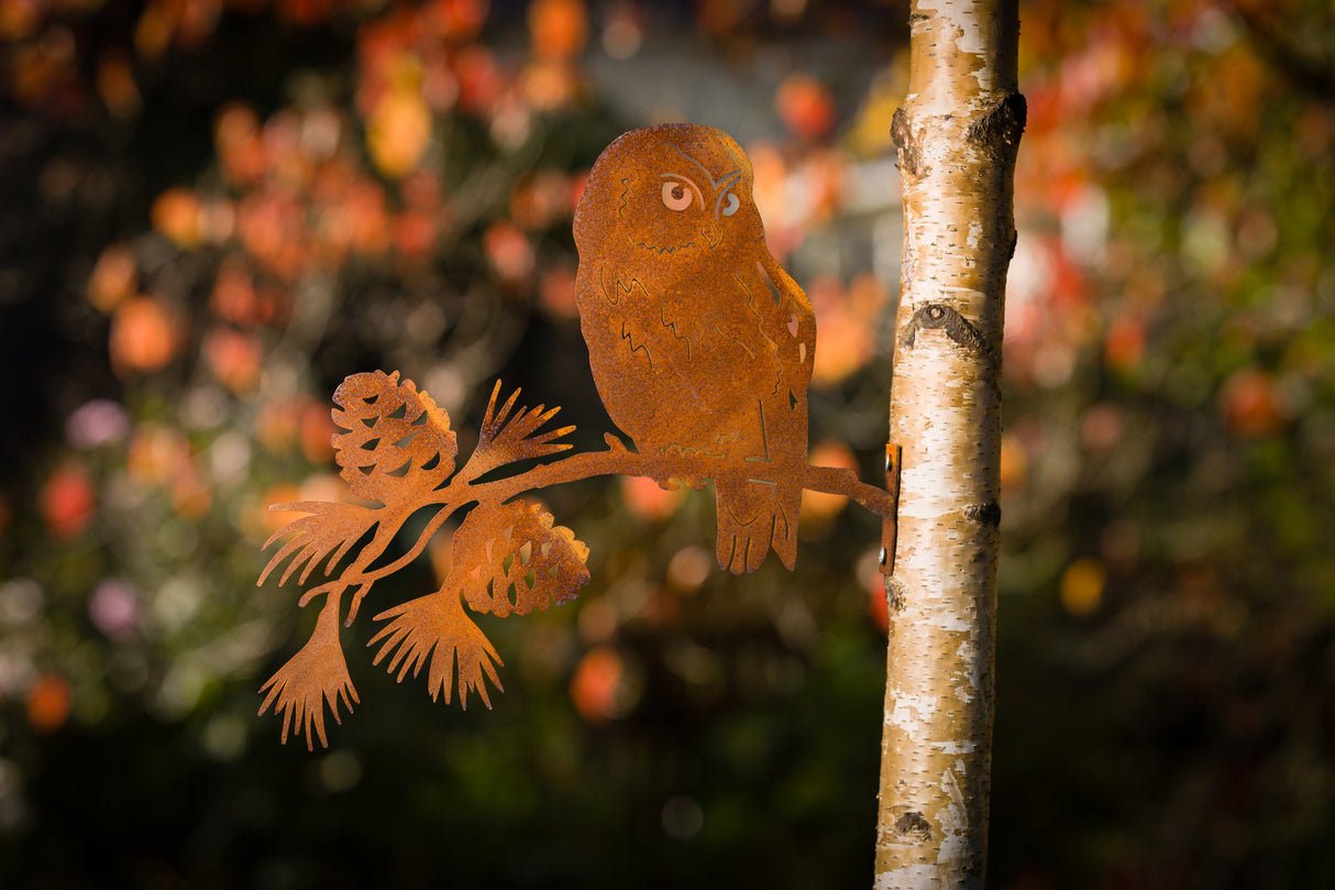 Saw-whet Owl on Pine Branch