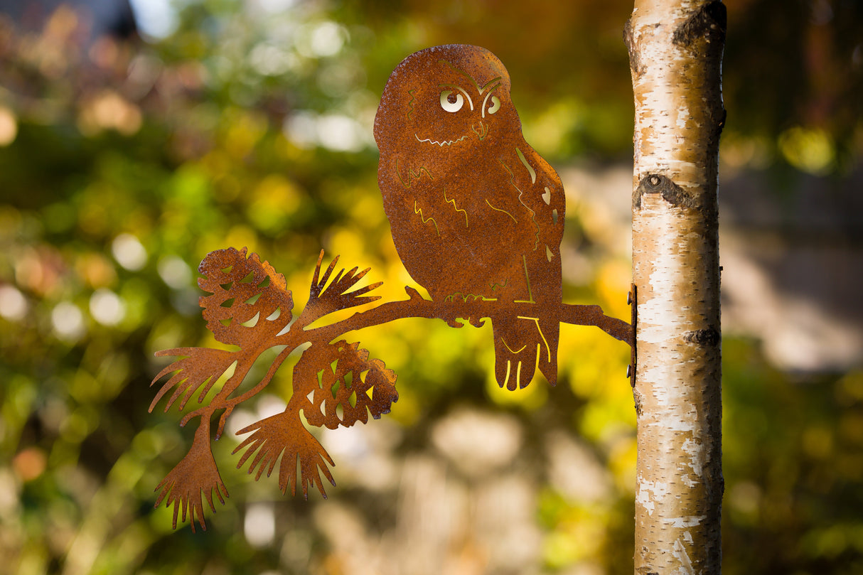 Saw-whet Owl on Pine Branch