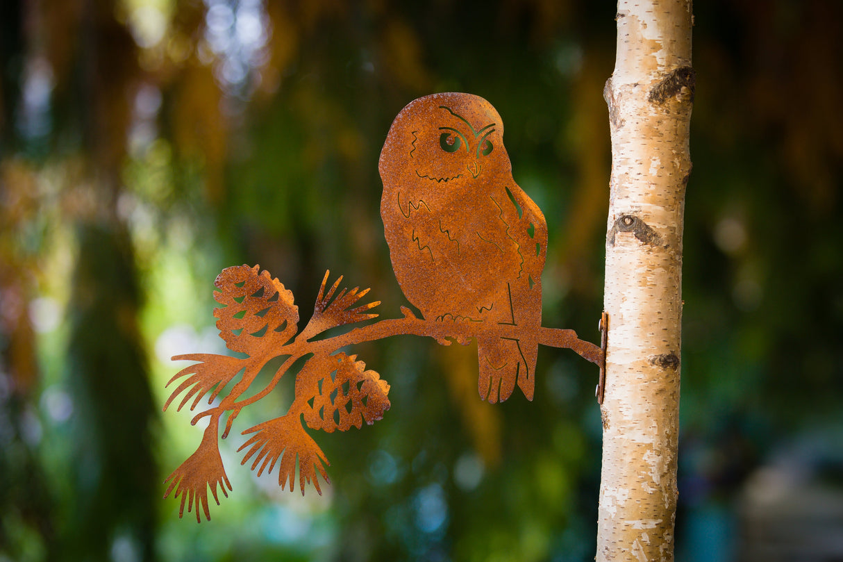 Saw-whet Owl on Pine Branch