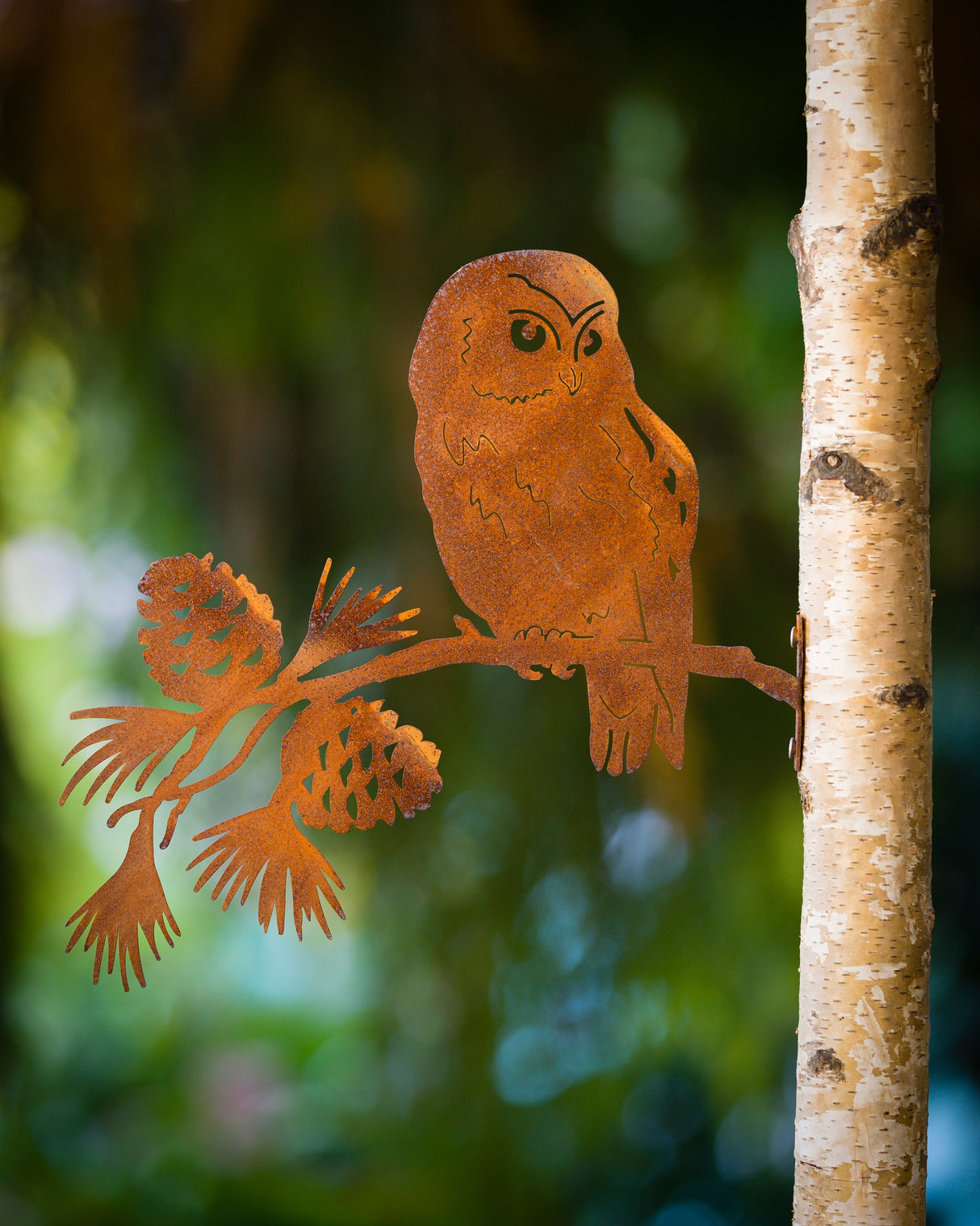 Saw-whet Owl on Pine Branch