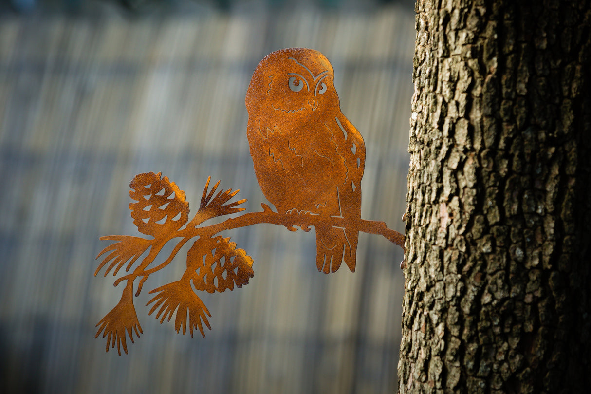 Saw-whet Owl on Pine Branch