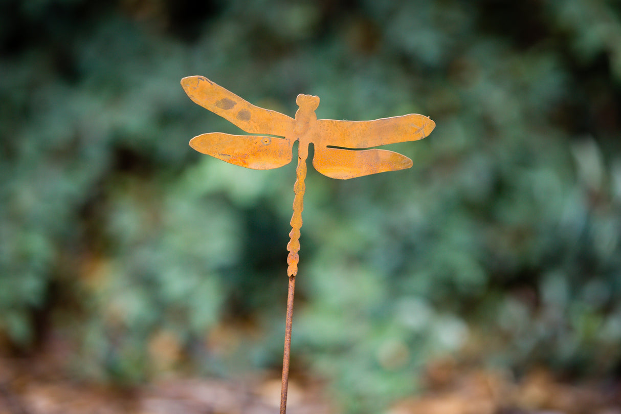 Dragonfly Pick