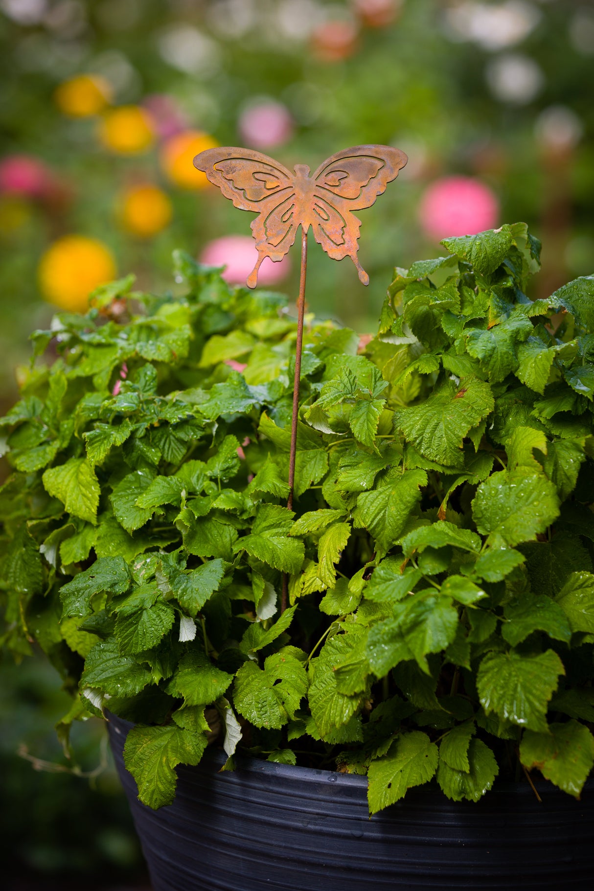 Butterfly Pick