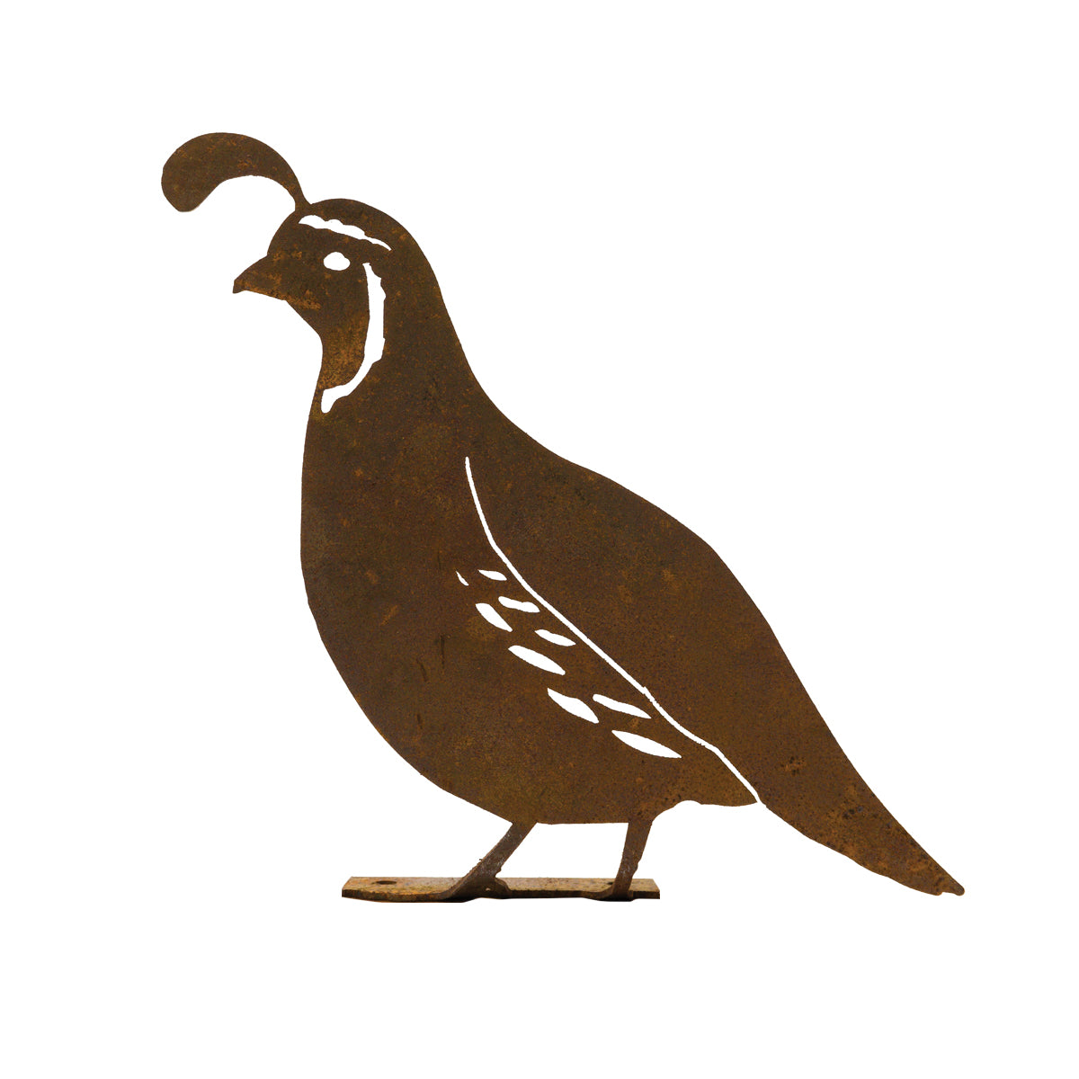 Male Quail