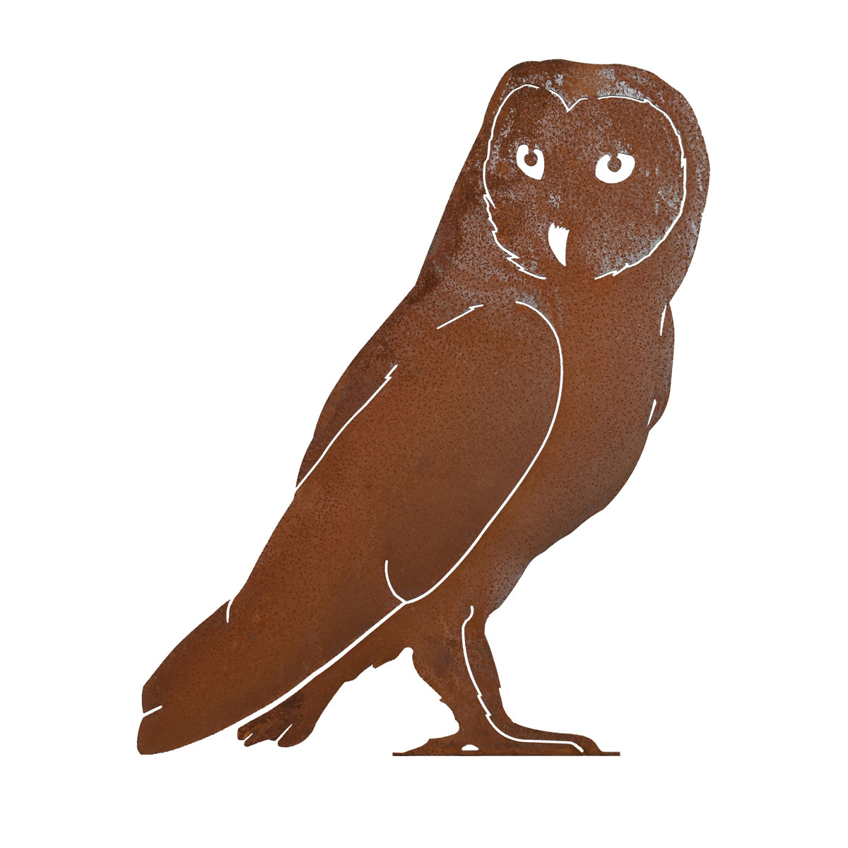 Barn Owl