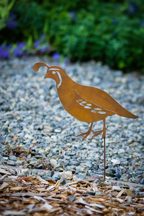 Male Quail Pick