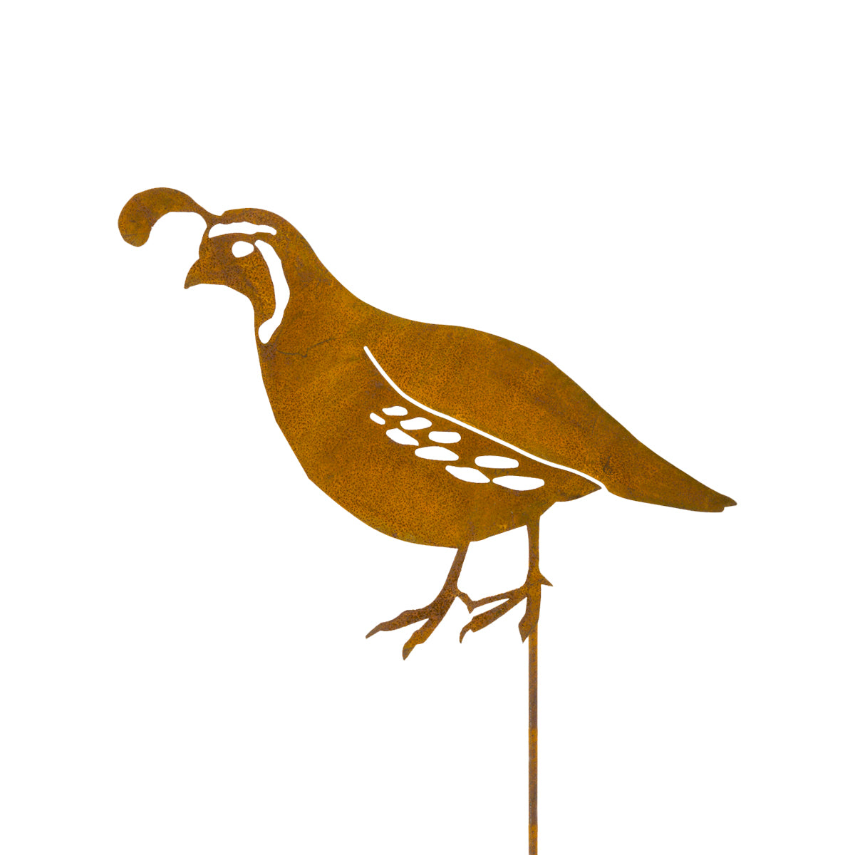 Male Quail Pick