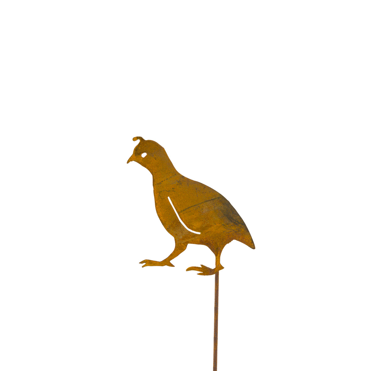 Quail - Chick Head Up - Pick