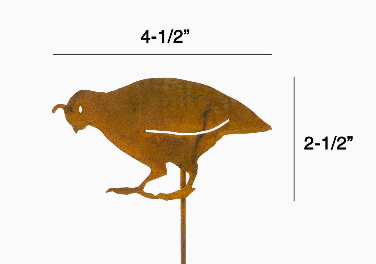 Quail - Chick Head Down - Pick