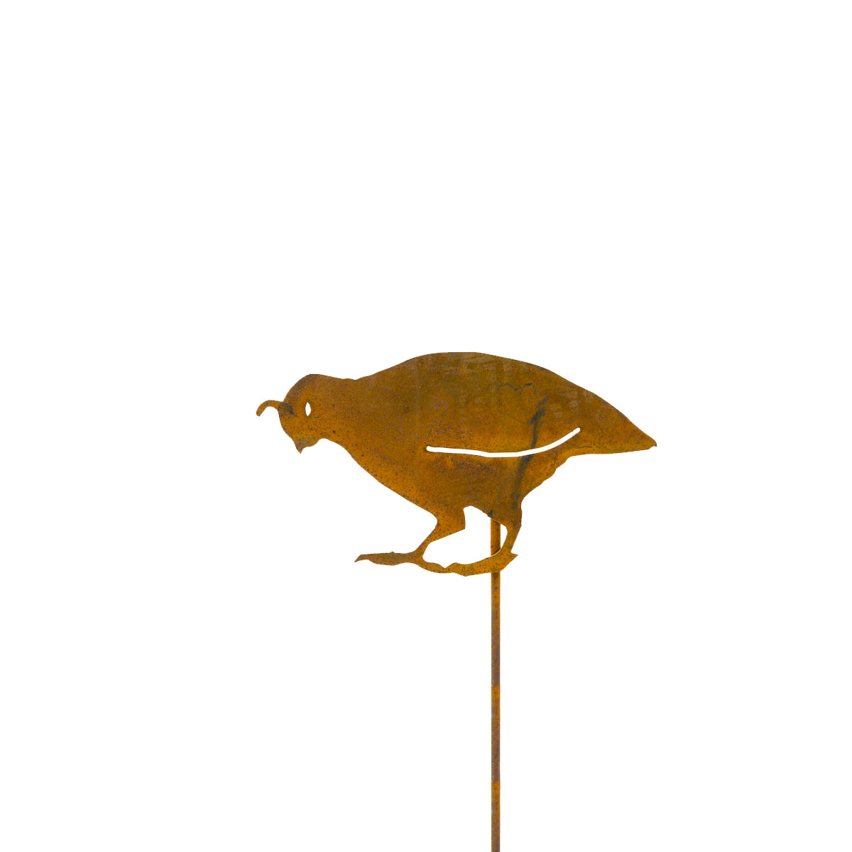 Quail - Chick Head Down - Pick