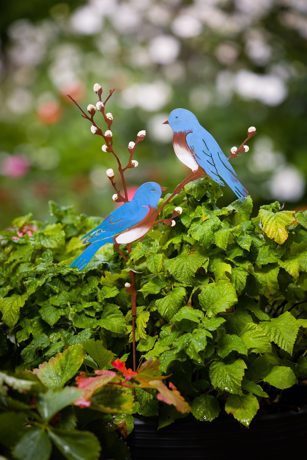 Bluebirds on Willow Branch Pick