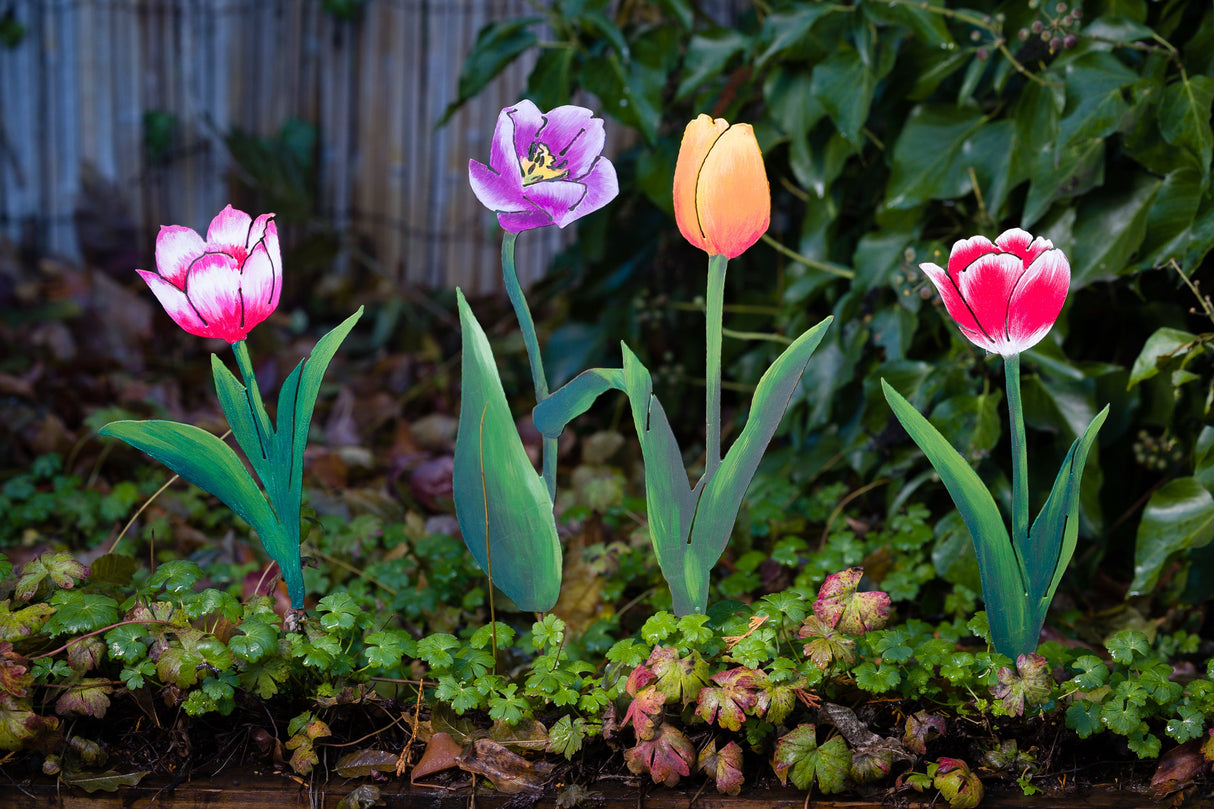 Sun Gold Tulip Pick - Orange