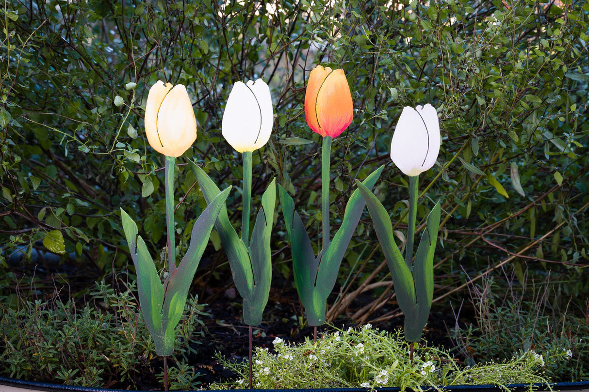 Sun Gold Tulip Pick - Orange