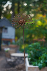 Cosmos Flower