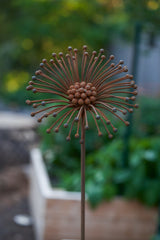 Cosmos Flower