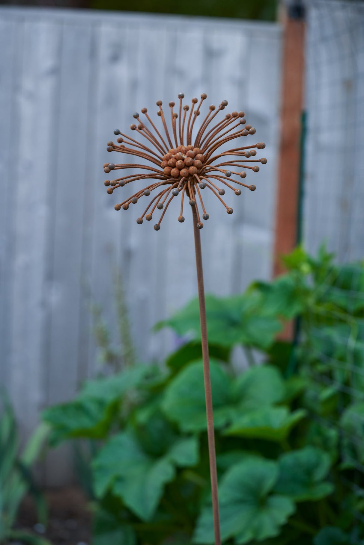Cosmos Flower