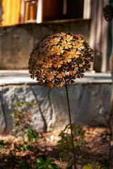 Grand Fortunia Flower