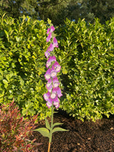 Hand-Painted Foxglove Stake Large