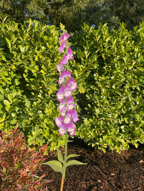 Hand-Painted Foxglove Stake Large