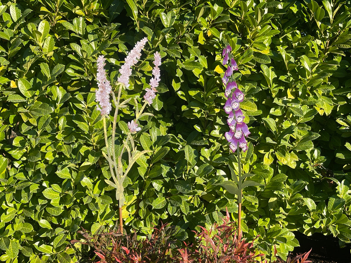 Hand-Painted Foxglove Stake Large