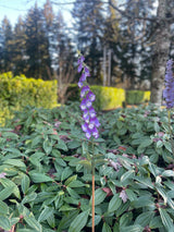 Hand-Painted Foxglove Stake Large