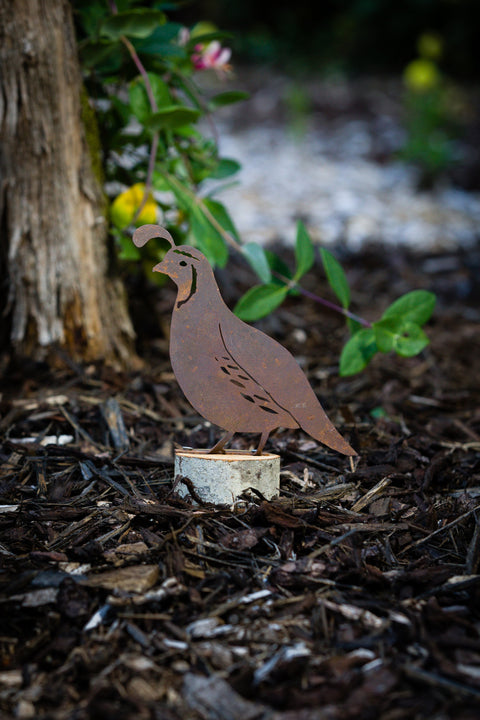 Male Quail